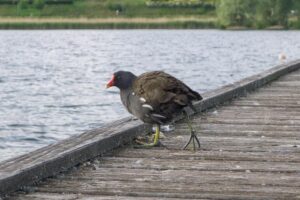 Ein Blesshuhn auf dem Steg guckt auf den Teich